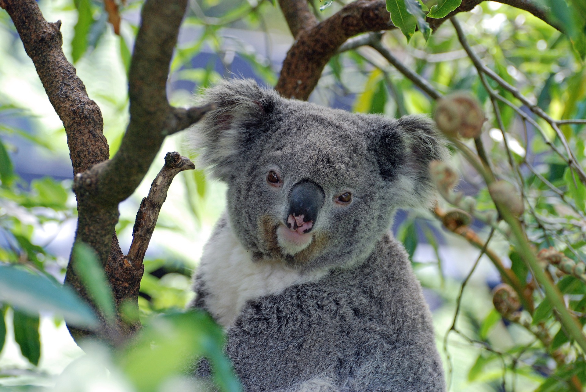 koala Australia
