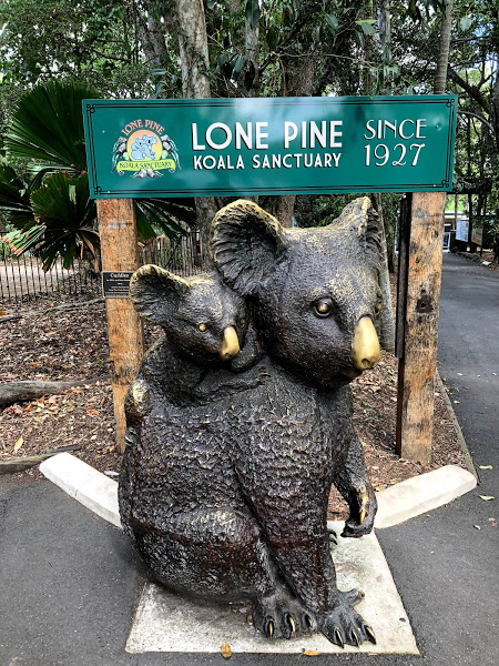 lone pine Brisbane